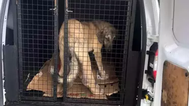 Rize'de hasta köpek İstanbul'a gönderildi