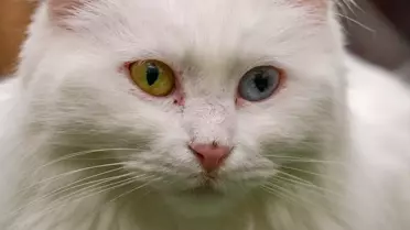 Van Kedisi Araştırma ve Uygulama Merkezi'nde 80 yavru sahiplendirildi