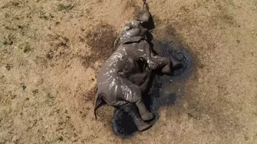 Zimbabve'de İklim Değişikliği Nedeniyle 100 Filin Hayatını Kaybettiği Bildirildi