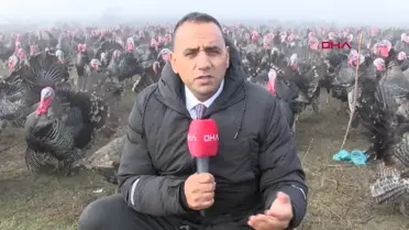 Tekirdağ'da Yılbaşı Hindisi Fiyatları Yükseldi