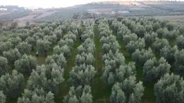 Osmaneli'de Zeytin Hasadı Devam Ediyor