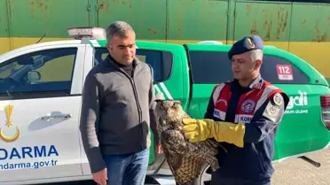 Malatya'da yaralı orman baykuşu koruma altına alındı