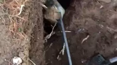 Sivas'ta kuyuya düşen yavru köpek itfaiye ekipleri tarafından kurtarıldı