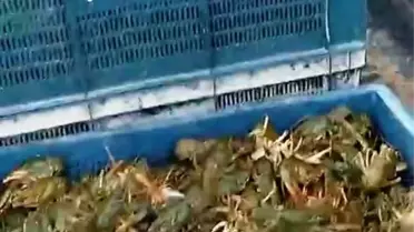 Isparta'da Kaçak Yollarla Avlanan 160 Kilogram Canlı Kerevit Ele Geçirildi