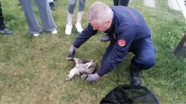 Silivri'de İtfaiye Eri, Derede Çırpınan Martıyı Kurtarmaya Çalıştı