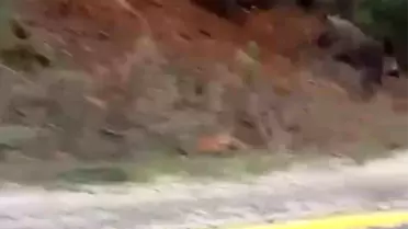 Bursa'da yemek bulamayan domuzlar karayoluna indi