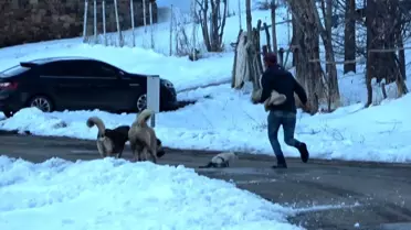 Muş'ta köpeklerin saldırdığı kedi çoban tarafından kurtarıldı