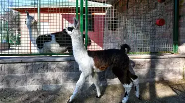 Ankara'da Evcil Hayvanlar Parklarında Yavru Lama ve Kanguru Heyecanı