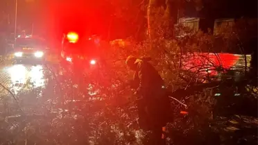 Çanakkale Ezine'de Fırtına ve Sağanak Yağış Sonucu Ağaç Yola Devrildi