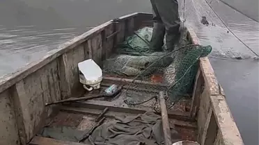 Meriç Nehri'nde dev yayın balıkları görüntülendi