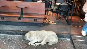 Taksim'de sokak köpeklerinin saldırdığı kedi telef oldu, vatandaşlar tepki gösterdi