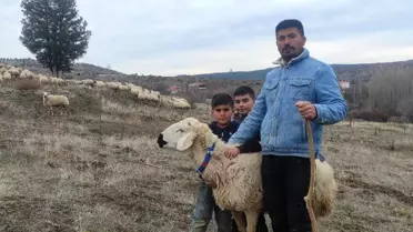 İstanbul'dan Yozgat'a dönüş: Koyun yetiştiriciliği ile geçimini sağlıyor
