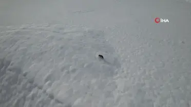 Karda yiyecek arayan tilki dron kamerasına takıldı