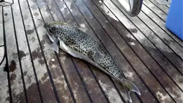 Balon Balığıyla Mücadelede 1 Milyon 250 Bin Lira Destek Ödemesi Yapıldı