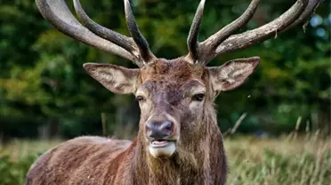 ABD'deki Zombi Geyik Hastalığı İnsanlara da Bulaşabilir