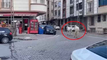 Esenyurt'ta başıboş atlar sokaklarda dolaştı