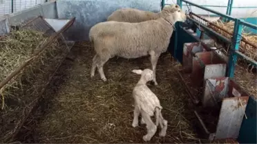 Edirne'de Besici, Yeni Doğan Kuzularına Kazak Giydirdi