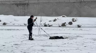 Ağrı'da buzla kaplı Murat Nehri'nde mahsur kalan köpek itfaiye ekipleri tarafından kurtarıldı