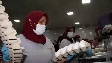 Afyonkarahisar'da Tavukçular Yumurta Fiyatlarındaki Artışı Aracılara Bağladı
