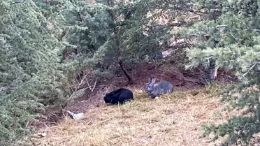 Ankara'da Yol Kenarına Bırakılan Tavşanlar İçin Çaba Sarf Edildi
