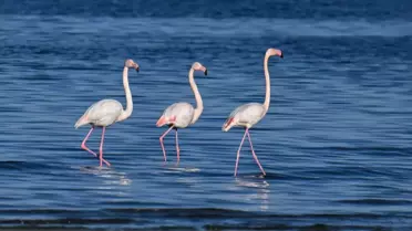 Van Gölü Havzası, Sibirya'dan gelen ötücü kuğular ve göç etmeyen flamingolara ev sahipliği yapıyor
