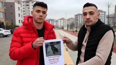 Elazığ'da Kaybolan Köpeği Bulana Para Ödülü
