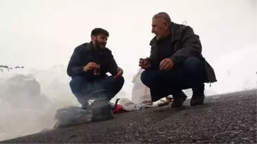 Hakkari'de besiciler kar yağışı nedeniyle hayvanlarını otlarla besliyor