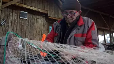 Zehirli Balon Balığı Marmara Denizi'ne Yöneldi