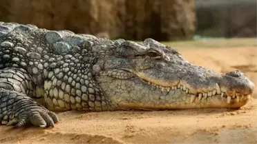 Güney Afrika'da ''sahte peygamber'' timsahlara yem oldu