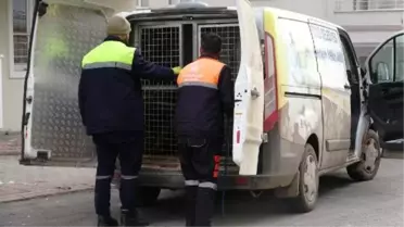 Sivas'ta Köpek Saldırısı: 4 Kişi Yaralandı