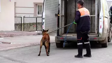 Sivas'ta Tasmalı Köpek Vatandaşlara Saldırdı, 4 Kişi Yaralandı
