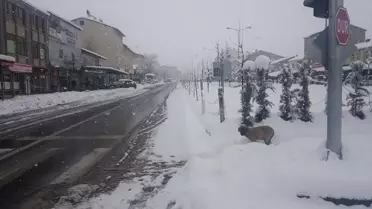 Bingöl, Elazığ ve Şırnak'ta Kar Yağışı ve Tipi Nedeniyle 772 Yerleşim Yerine Ulaşım Sağlanamıyor