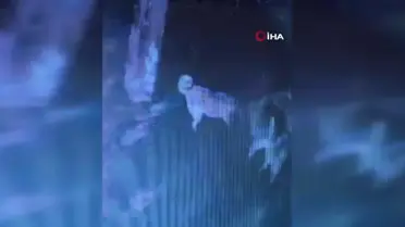 Ahıra giren başıboş köpekler 11 büyükbaş hayvanı telef etti... O anlar kamerada