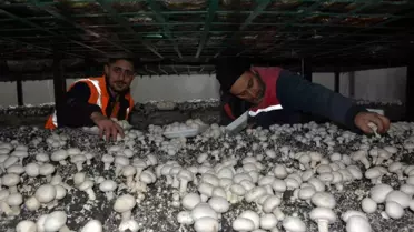 Bitlis'te Girişimci, Bölgenin Mantar İhtiyacını Karşılıyor