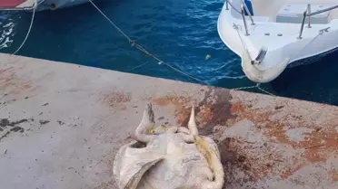 Muğla'nın Datça ilçesinde sahile vurmuş ölü caretta caretta bulundu
