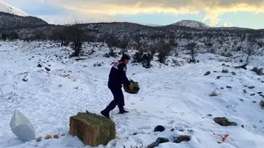Aksaray'da jandarma ekipleri sokak ve yaban hayvanlarını besliyor