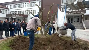Osmancık'ta Zeytin Yetiştiriciliği Artıyor