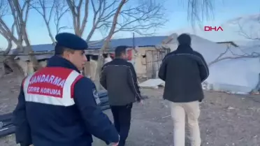Aksaray'da nesli tükenmekte olan 32 kuş ele geçirildi