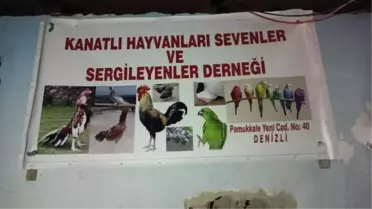Denizli'de horoz dövüşü operasyonu: Dernek başkanı ve yardımcısı gözaltına alındı