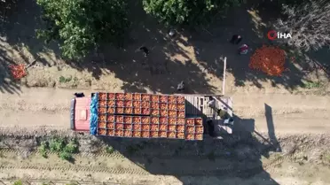Adana'da 'Kan Portakalı' Hasadı Devam Ediyor