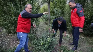 Muğla'da Defne Fidesi Dağıtılarak Gelir Elde Ediliyor