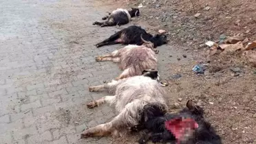 Diyarbakır'ın Kulp ilçesinde sokak köpekleri ahırda 15 keçiyi telef etti