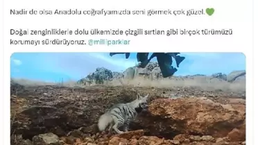 TARIM ve Orman Bakanı Yumaklı, çizgili sırtlanın görüntülerini paylaştı