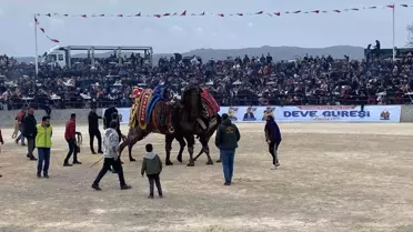 Ezineli Yahya Çavuş Deve Güreşi Festivali Nefesleri Kesti