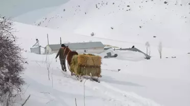 Muş'ta Karlı Köylerde Besicilerin Kızakla Ot Taşıma Mücadelesi