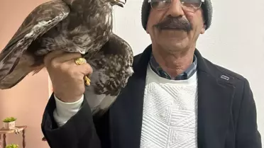 Gaziantep'te yaralı kızıl şahin tedavi altına alındı