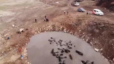 Mandaların kaplıca keyfi