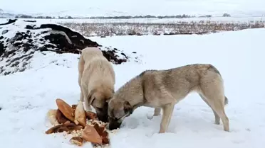 Ağrı'da Mimar, Sokak Hayvanlarını Doyuruyor