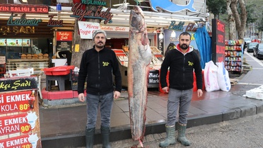 Amasya'da 2 metre 10 santim boyunda 70 kilogram ağırlığında yayın balığı yakalandı