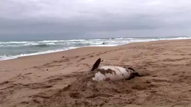 Şile'de Zıpkınla Vurulmuş Ölü Yunus Balığı Kıyıya Vurdu